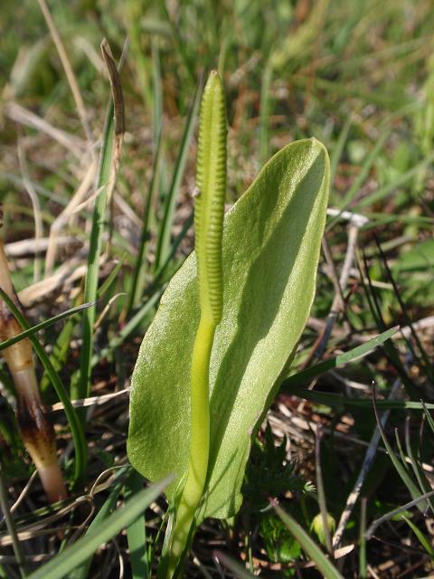 Ophioglossum vulgatum / Ofioglosso comune